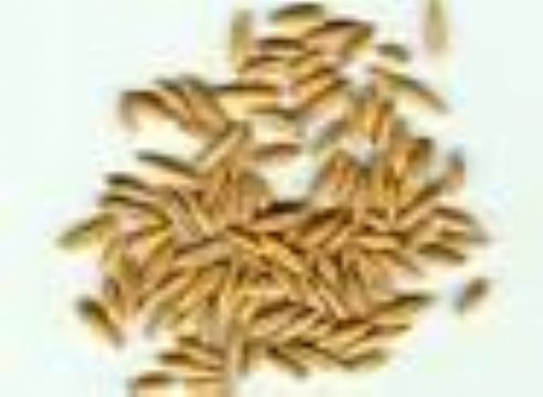Sell Oat   Extract